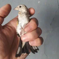 جوجه سهره