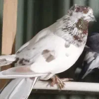 سه عددکفتر کاکلی پاپر نر