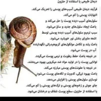 حلزون مولد|خزنده|دزفول, |دیوار