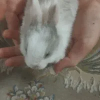 بچه خرگوش