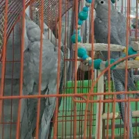 واگذاری پرنده