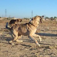 واگذاری سگهای خراسانی نگهبان و گلگی|سگ|مشهد, احمدآباد|دیوار