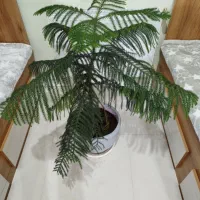 گل کاج مطبق با گلدان