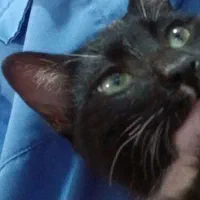 واگذاری گربه رایگان