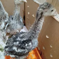 جوجه بوقلمون