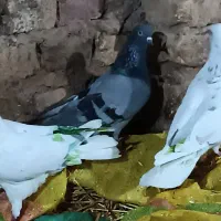کبوتر پرشی