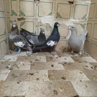 کفتر|پرنده|شیراز, لب آب|دیوار