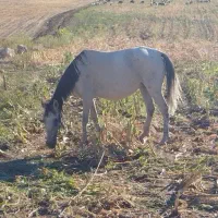 مادیان|اسب و تجهیزات اسبسواری|خرمآباد, |دیوار