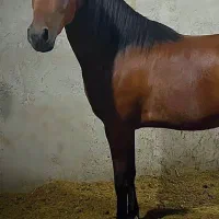 اسب عرب خالص