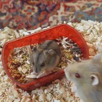 همیتر کمپل طلایی