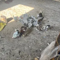 ۲۳عددمرغوخورس گلین فول درجه یک به شرط|حیوانات مزرعه|ابریشم, |دیوار