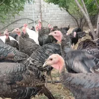 بوقلمون نر و ماده برنز  انگلیسی