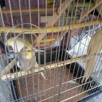 عروس هلندی|پرنده|زرندیه, |دیوار