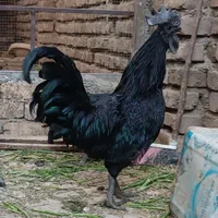 تخم مرغ ایام سمانی اصل نطفه دار