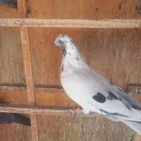 کفتر رستاخیر انگلیسی نژاد ناسا رستا خیز