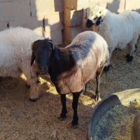 بره نر|حیوانات مزرعه|رفسنجان, |دیوار