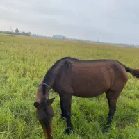 اسب مادیان آبستن|اسب و تجهیزات اسبسواری|رشت, سلیمانداراب|دیوار