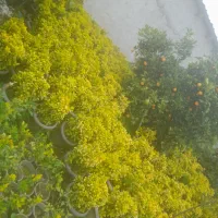 فروش شمشاد طلایی وسبز