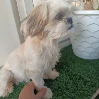 شیتزو فلت|سگ|مسجد سلیمان, |دیوار