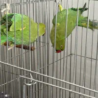 جفت طوطی ملنگو