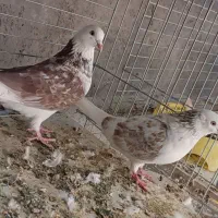 کفتر پرشی|پرنده|اردکان, |دیوار