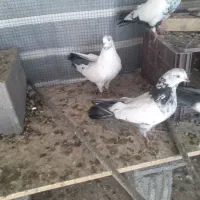 کفتر|پرنده|کبودرآهنگ, |دیوار