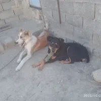 دوبرمن سحرایی|سگ|بهبهان, |دیوار