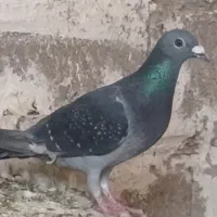 کفتر|پرنده|شادمهر, |دیوار