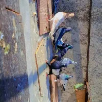 فروش کبوتر رنگی