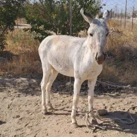 خر ماده|حیوانات مزرعه|مشهد, امین آباد|دیوار
