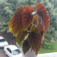 گل های آپارتمانی زیبا|گل و گیاه طبیعی|رشت, نیروی دریایی|دیوار