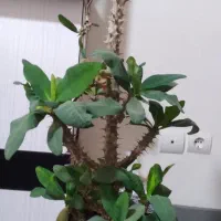 مرجان هلندی