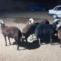 بره قوچ|حیوانات مزرعه|فرمهین, |دیوار