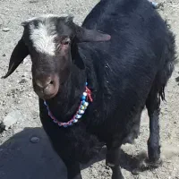 شیشک تازه دندون انداخته