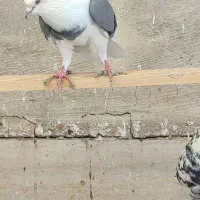 کفتر