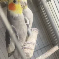 عروس هلندی|پرنده|صباشهر, |دیوار