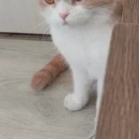 گمشده