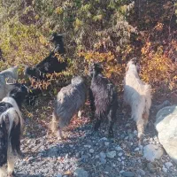 بزغاله|حیوانات مزرعه|سیلوانه, |دیوار