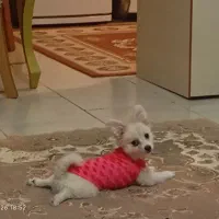 پامر نر