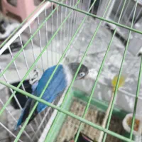 طوطی برزیلی مولد با بچه دو عدد|پرنده|پاکدشت, پاکدشت (مامازند)|دیوار