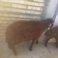 بره نر افشاری