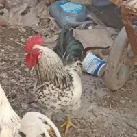 خروس فروشی