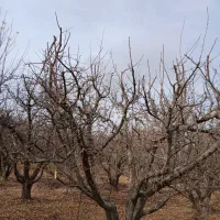 حرس انواع درخت به صورت حرفه ای|خدمات باغبانی و درختکاری|نهاوند, |دیوار