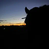 اسب عرب زیبایی و کورسی