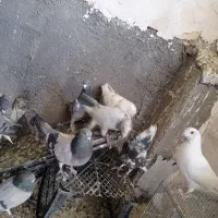 کبوتر پرشی وبازی کن|پرنده|بروجن, |دیوار