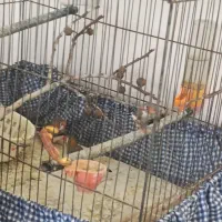 فنچ|پرنده|همدان, |دیوار