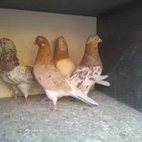 کفتر ساعت سنگین (بشرط) بصورت فروش یکجایی درخدمتم|پرنده|فردیس, سپید دشت|دیوار