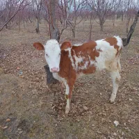 گوساله|حیوانات مزرعه|نوشین شهر, |دیوار