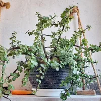 گل خرفه‌ای|گل و گیاه طبیعی|تربت جام, مطهری|دیوار