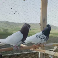کبوتر کله دار و چادری و دوتا پرشتی